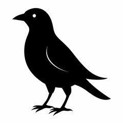 Fototapeta premium crow on a white background
