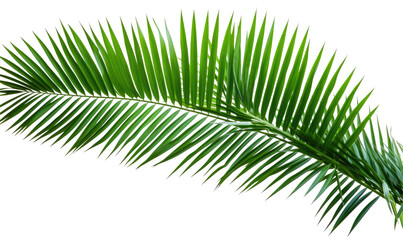 Obraz premium Isolated Palm Branch on transparent background