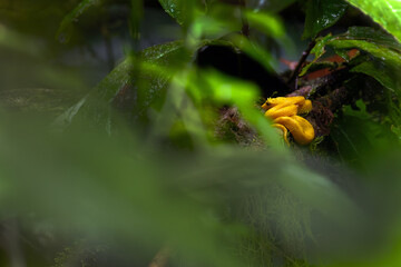 Bothriechis schlegelii, known commonly as the highland eyelash-pitviper or Schlegel's eyelash-pitviper, a young one lying in dense tropical jungle vegetation.