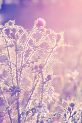 Dreamy Thistle Field in Soft Pastel Light