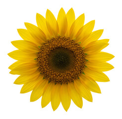 Fototapeta premium 明るく輝くひまわり 満開