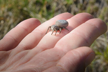 Röhrenspinne (Eresus sp.) – Nahaufnahme der Spinne auf einer Hand in natürlichem Licht
