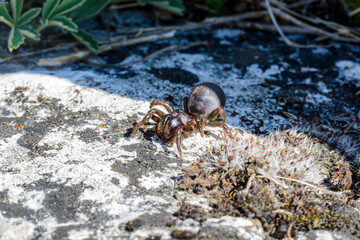 Tapezierspinne – Nahaufnahme einer heimischen Spinne in ihrer natürlichen Umgebung
