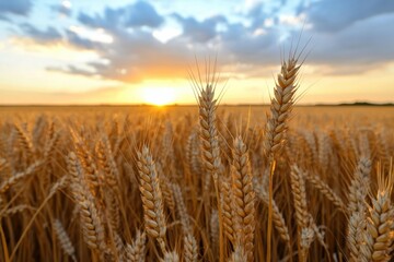 Naklejka premium A breathtaking view of a golden wheat field illuminated by the soft glow of the setting sun, capturing the essence of nature's abundance and beauty in rural landscapes.