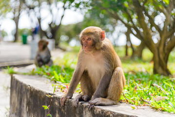 Fototapeta premium Macaque Resting on Wall Edge in Vietnam