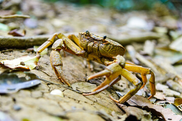 Northern Vietnam Freshwater Crab in Natural Habitat