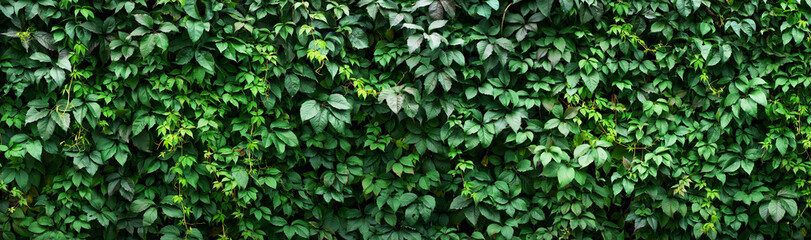 fresh leaves as background. green leaf fence