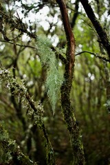 spring in the forest