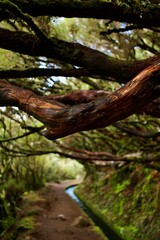 Obraz premium tree in the forest - levada Trail on Madeira 