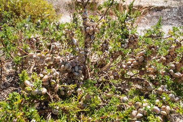 Selective focus on snails (used in Portuguese dish) on beach grass branches with blurred background