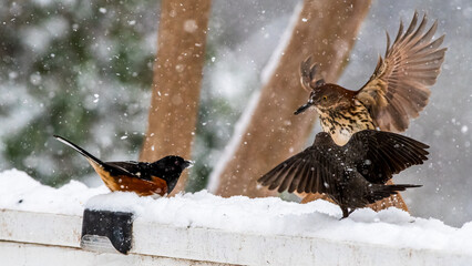 Dramatic Winter Bird Fight in Falling Snow