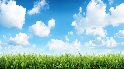 Fototapeta premium Sky and Meadow: a vibrant photograph capturing a bright blue sky filled with puffy white clouds, juxtaposed with a lush green meadow below.