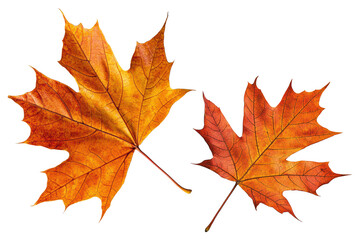 Vibrant autumn maple leaves on transparent background for seasonal design