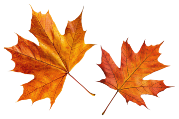Vibrant autumn maple leaves on transparent background for seasonal design