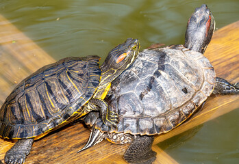 Two turtles
