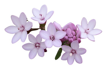 Obraz premium bouquet of white lilies