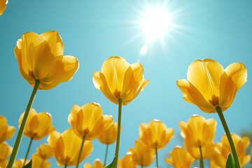 Fototapeta premium Yellow tulips sky photography outdoors.