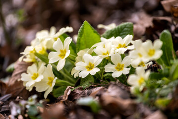 Blooming primroses in the spring