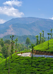 Tea plantation of Valparai