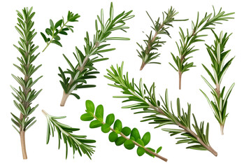 Obraz premium rosemary leaves