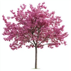 Obraz premium Cercis canadensis tree outdoors blossoms spring.