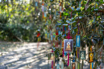 Fototapeta premium Many colorful prayer cards hang gracefully from a tree, creating a peaceful scene.