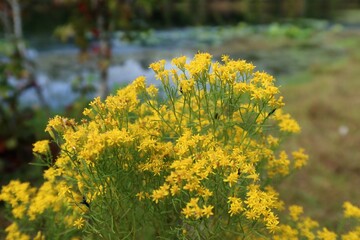 Solidago plant at the pond in Florida nature, closeup
