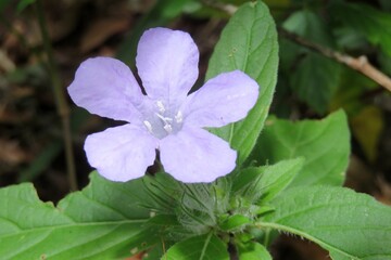 Beautiful purple Ruellia flower in Florida wild, closeup