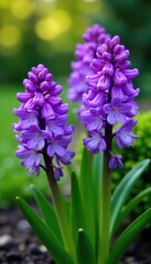 Obraz premium Vibrant purple Hyacinth (Hyacinthus orientalis) flowers blooming in a garden, spring, outdoors