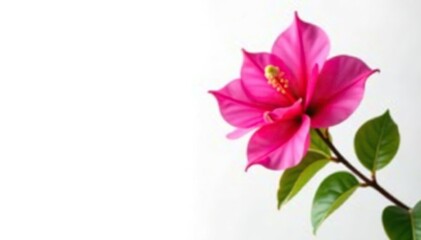 Obraz premium Vibrant pink Bougainvillea flower plant isolated on white background, exotic, summer