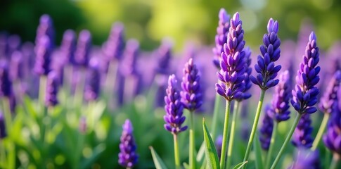 Obraz premium Vibrant purple plants in a garden blooming with rich shades of lavender and violet, shade, beautiful