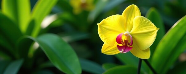 Vibrant yellow orchid flower blooming surrounded by lush green leafy plants,  bloom,  foliage
