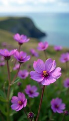 Fototapeta premium Vibrant purple Thrift flowers blooming in Cornwall's coastal meadow, UK, scenic, coastal