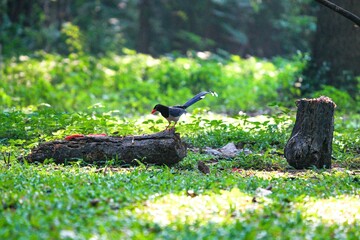 Sarika bird lives naturally in Bang Phra Reservoir, Chonburi Province, Thailand.