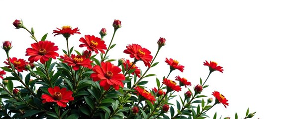 Vibrant red flower shrubbery isolated on white background,  red,  floral