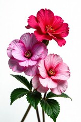 Obraz premium Vibrant pink, red and purple geranium flowers set against a white background, flowers, pink