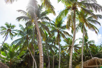 Fototapeta premium Tropical palm trees with green leaves over sky background with sun flares, natural tropic view in sunny summer day