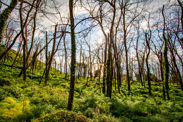 Hiking on Ischia Island, Mount Epomeo