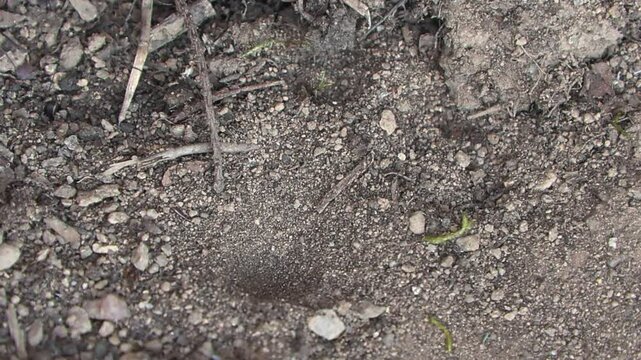 Myrmeleontidae, myrmeleontidae antlion	