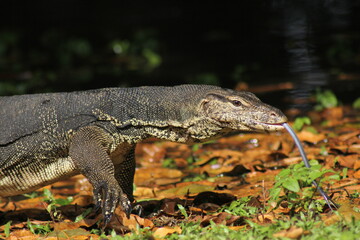 A large monitor lizard flicks its long tongue in and out, sensing the air, while basking under the warm sunlight on a rock.

