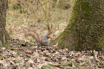 A young red squirrel looks interestedly at its habitat