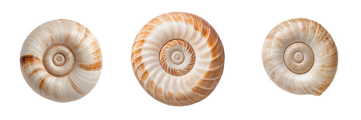 Detailed Close-Up of Natural Nautilus Shells Displaying Unique Spiral Patterns
