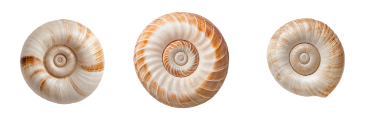 Detailed Close-Up of Natural Nautilus Shells Displaying Unique Spiral Patterns