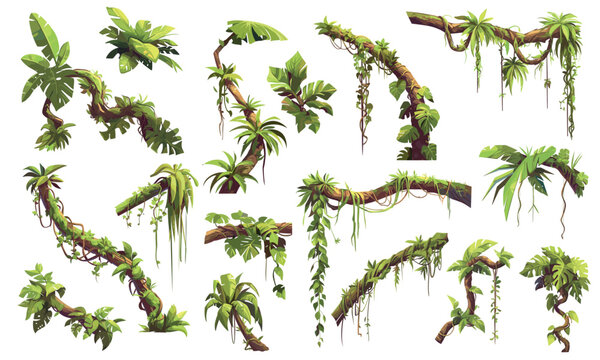Fototapeta Tropical liana. Cartoon jungle branches with climbing creeper plants and moss, rainforest vines set vector illustration