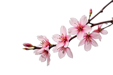 Delicate cherry blossom branch with pink petals Isolated on transparent background. Ideal for spring designs, wedding invitations, and feminine product promotions.