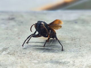 Dead bees pose as if they were alive