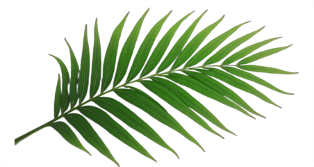 Tropical green palm leaf cut out. Botanical illustration isolated on transparent background. Perfect for summer designs, tropical themes, vacation promotions, and spa branding.