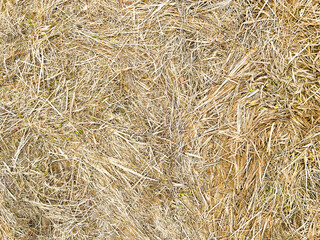 The texture of dry grass. Good for any project.