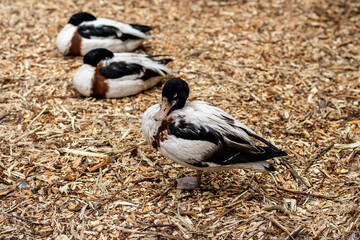 Shelducks, likely belonging to the Tadorna genus, are seen resting on a bed of bark chips. Their plumage features contrasting patches of white, black, and brown. 