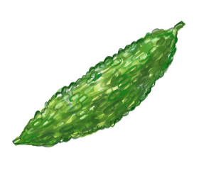新鮮で美味しそうな苦味のあるゴーヤの手描き水彩イラスト